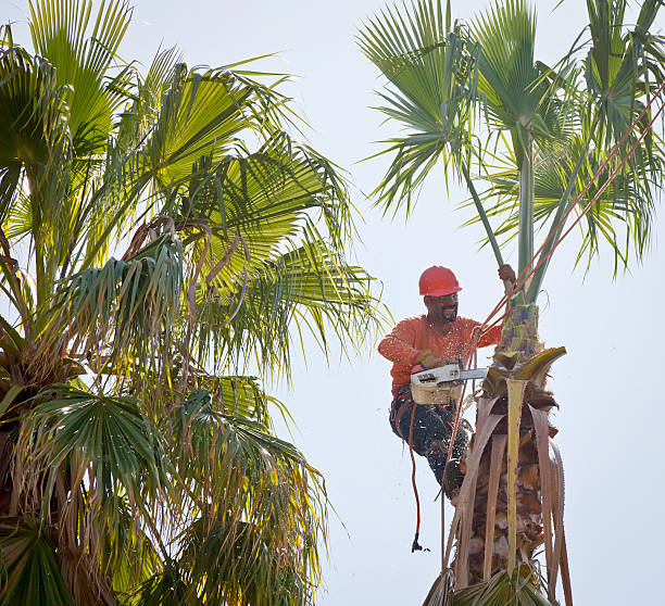 Palm Tree Trimming in Brownlee Park, MI